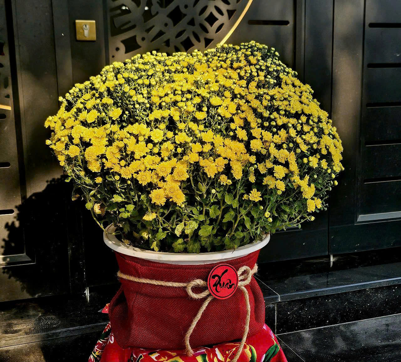 Bí Quyết Chọn Cây Cảnh Đón Tết 2026: Kích Hoạt Vận May, Thu Hút Tài Lộc Vào Nhà